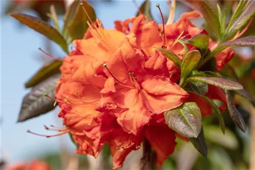 Sommergrüne Azalee 'Fireball' - Rhododendron lut.'Fireball' I