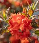 Sommergrüne Azalee 'Fireball' - Rhododendron lut.'Fireball' I