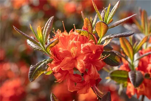 Sommergrüne Azalee 'Fireball' - Rhododendron lut.'Fireball' I