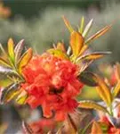 Sommergrüne Azalee 'Fireball' - Rhododendron lut.'Fireball' I