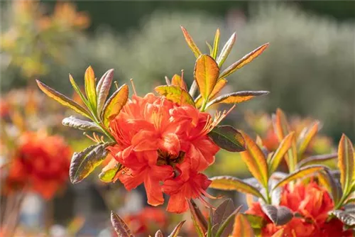 Sommergrüne Azalee 'Fireball' - Rhododendron lut.'Fireball' I