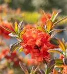 Sommergrüne Azalee 'Fireball' - Rhododendron lut.'Fireball' I