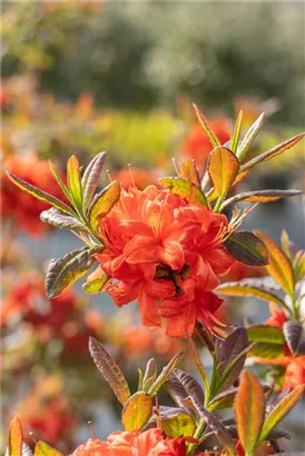 Sommergrüne Azalee 'Fireball' - Rhododendron lut.'Fireball' I