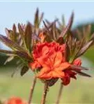 Sommergrüne Azalee 'Fireball' - Rhododendron lut.'Fireball' I