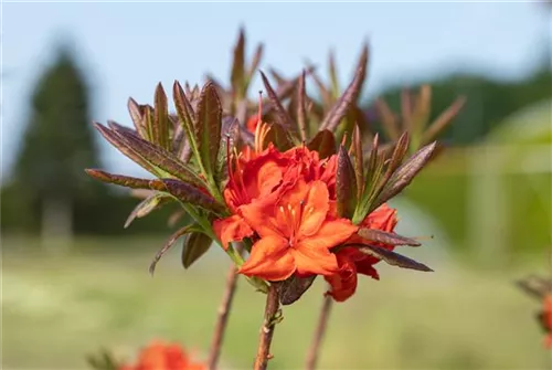 Sommergrüne Azalee 'Fireball' - Rhododendron lut.'Fireball' I