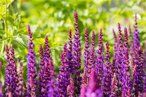 Garten-Blüten-Salbei - Salvia nemorosa 'Ostfriesland'