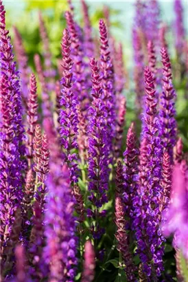 Garten-Blüten-Salbei - Salvia nemorosa 'Ostfriesland'