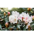 Rhododendron bureavii 'Hydon Velvet' - Rhododendron bureavii 'Hydon Velvet' II