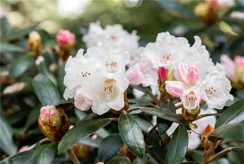 Rhododendron bureavii 'Hydon Velvet' - Rhododendron bureavii 'Hydon Velvet' II