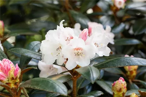 Rhododendron bureavii 'Hydon Velvet' - Rhododendron bureavii 'Hydon Velvet' II