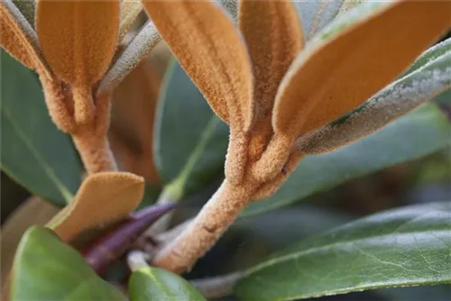 Rhododendron bureavii 'Hydon Velvet' - Rhododendron bureavii 'Hydon Velvet' II