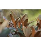 Rhododendron bureavii 'Hydon Velvet' - Rhododendron bureavii 'Hydon Velvet' II