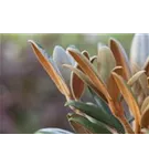 Rhododendron bureavii 'Hydon Velvet' - Rhododendron bureavii 'Hydon Velvet' II