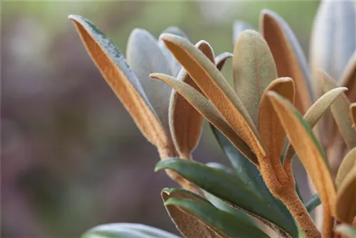 Rhododendron bureavii 'Hydon Velvet' - Rhododendron bureavii 'Hydon Velvet' II