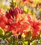 Sommergrüne Azalee 'Gibraltar' - Rhododendron lut.'Gibraltar' I