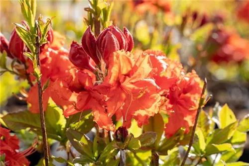 Sommergrüne Azalee 'Gibraltar' - Rhododendron lut.'Gibraltar' I