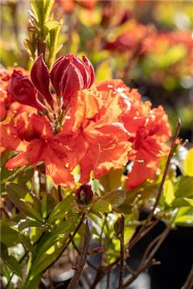 Sommergrüne Azalee 'Gibraltar' - Rhododendron lut.'Gibraltar' I