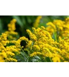 Garten-Goldrute - Solidago x cult.'Strahlenkrone'