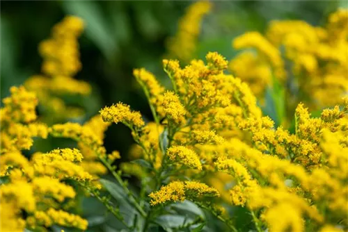 Garten-Goldrute - Solidago x cult.'Strahlenkrone'