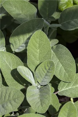 Garten-Salbei - Salvia officinalis 'Berggarten'