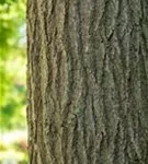 Schnurbaum - Sophora japonica - Baum