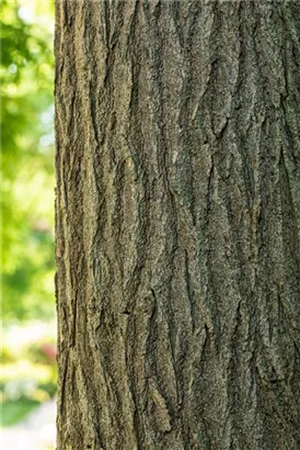 Schnurbaum - Sophora japonica - Baum