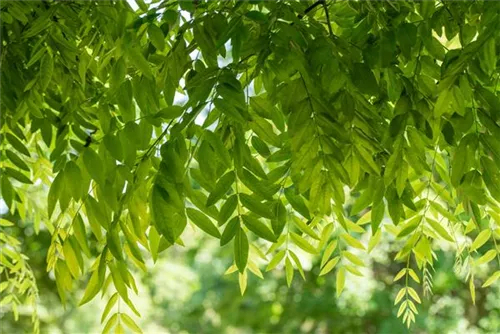 Schnurbaum - Sophora japonica - Baum