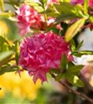 Sommergrüne Azalee 'Homebush' - Rhododendron lut.'Homebush' II