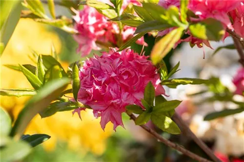 Sommergrüne Azalee 'Homebush' - Rhododendron lut.'Homebush' II