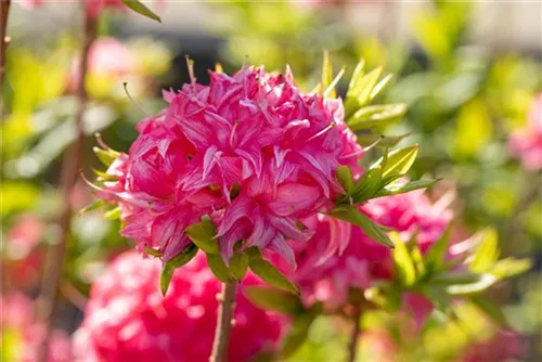 Sommergrüne Azalee 'Homebush' - Rhododendron lut.'Homebush' II