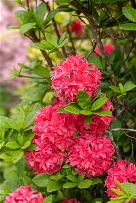 Sommergrüne Azalee 'Homebush' - Rhododendron lut.'Homebush' II