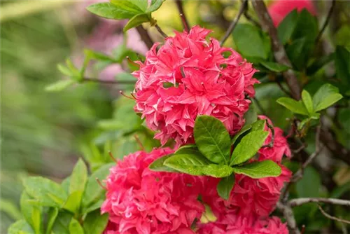 Sommergrüne Azalee 'Homebush' - Rhododendron lut.'Homebush' II