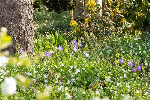 Großblättr.Immergrün - Vinca major