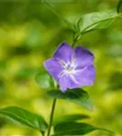 Großblättr.Immergrün - Vinca major