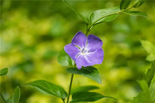 Großblättr.Immergrün - Vinca major