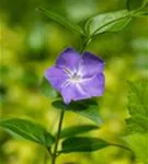 Großblättr.Immergrün - Vinca major