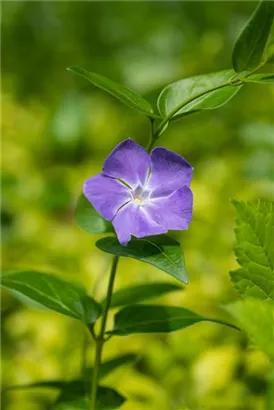 Großblättr.Immergrün - Vinca major