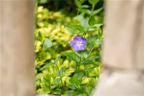 Großblättr.Immergrün - Vinca major