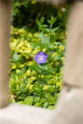 Großblättr.Immergrün - Vinca major