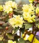 Zwergalpenrose 'Princess Anne' - Rhododendron hanceanum 'Princess Anne'