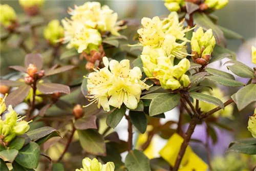 Zwergalpenrose 'Princess Anne' - Rhododendron hanceanum 'Princess Anne'