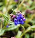 Schmalblättriges Garten-Lungenkraut - Pulmonaria dacica 'Blaues Meer'