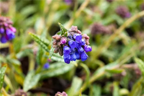 Schmalblättriges Garten-Lungenkraut - Pulmonaria dacica 'Blaues Meer'