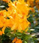 Sommergrüne Azalee 'Klondyke' - Rhododendron lut.'Klondyke' II