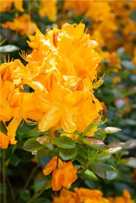 Sommergrüne Azalee 'Klondyke' - Rhododendron lut.'Klondyke' II