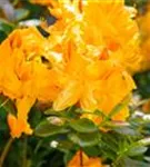 Sommergrüne Azalee 'Klondyke' - Rhododendron lut.'Klondyke' II