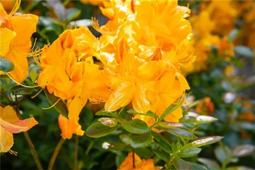 Sommergrüne Azalee 'Klondyke' - Rhododendron lut.'Klondyke' II