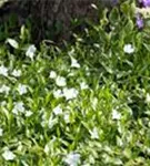 Kleines Garten-Immergrün - Vinca minor 'Alba'