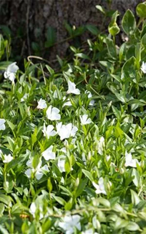 Vinca minor 'Alba'