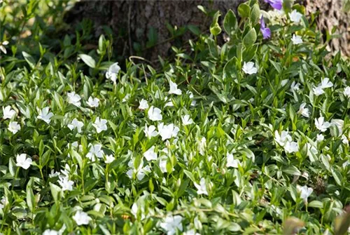 Kleines Garten-Immergrün - Vinca minor 'Alba'